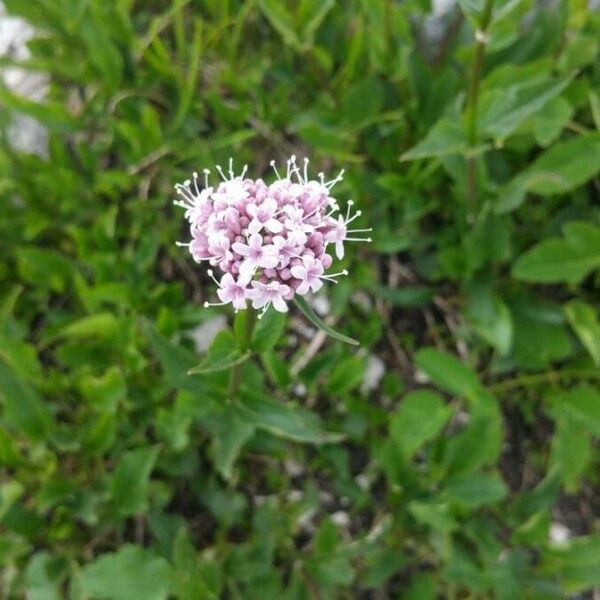 Valeriana montana Flower