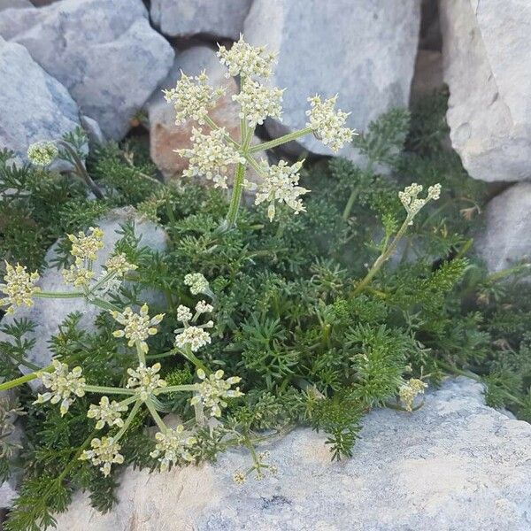 Athamanta cretensis 花