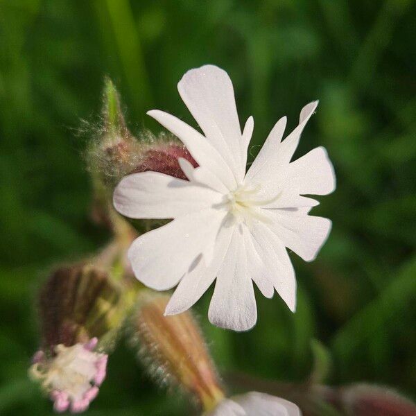 Silene dichotoma 花