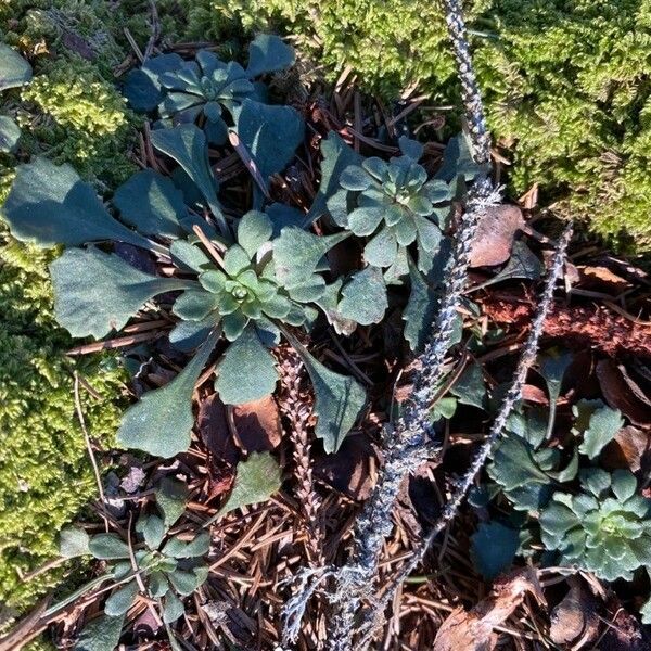 Saxifraga cuneifolia पत्ता