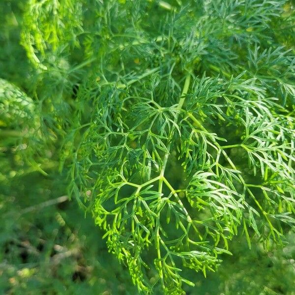 Ferula glauca Yaprak