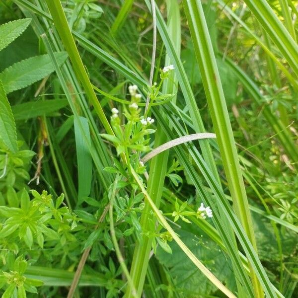 Galium rivale Blad