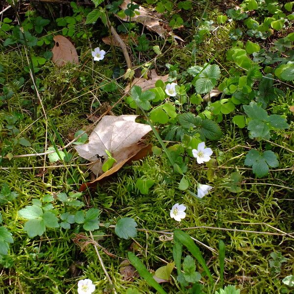 Fragaria vesca Habitus