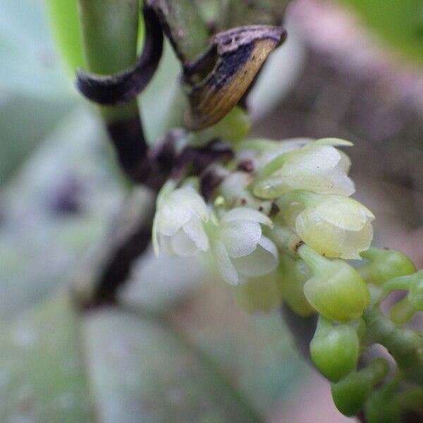 Rhipidoglossum densiflorum Flower