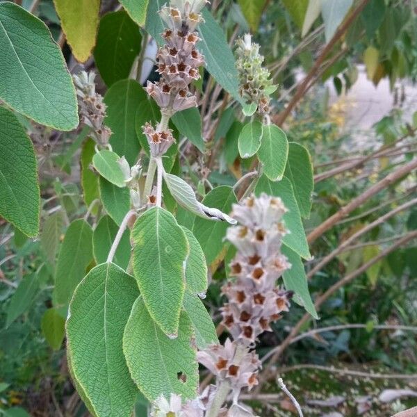 Colquhounia coccinea Inny