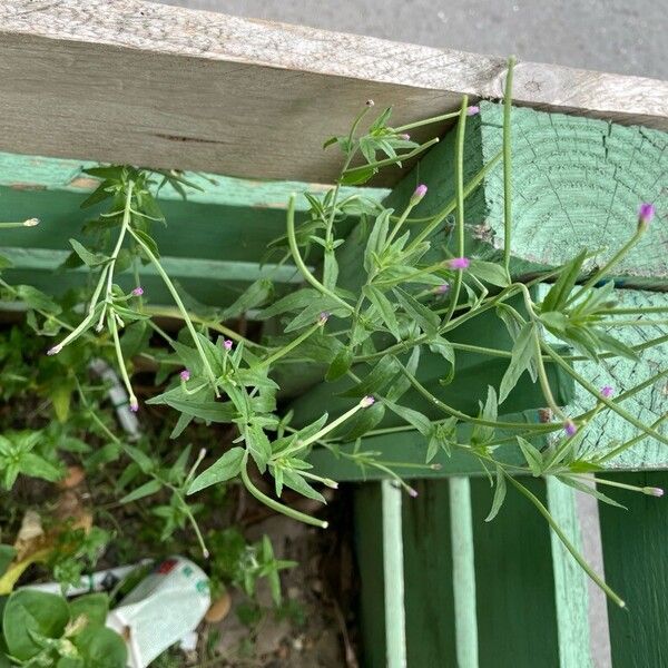 Epilobium obscurum Buveinė