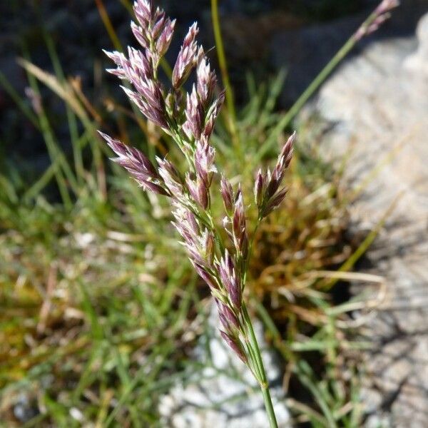 Poa cenisia Fruit