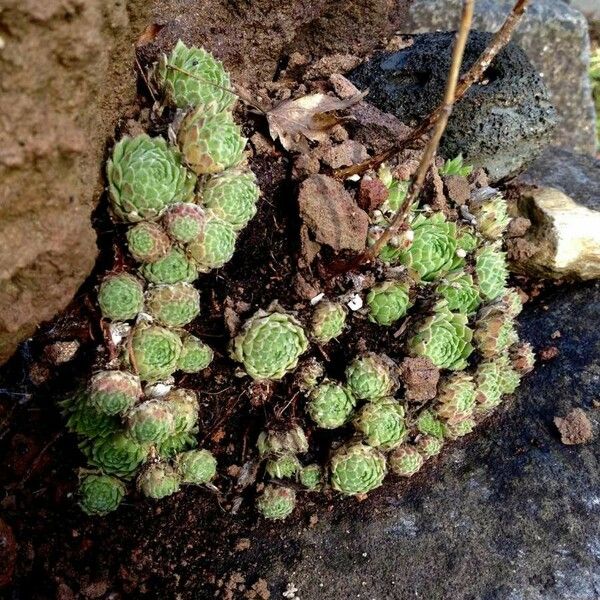 Sempervivum tectorum Foglia