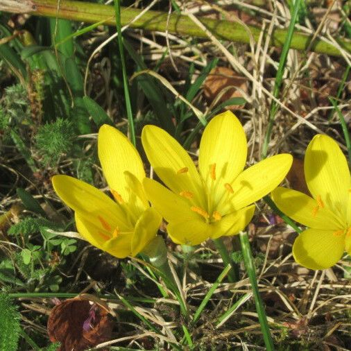 Sternbergia lutea Blomma