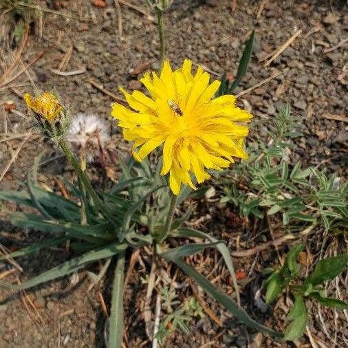 Agoseris glauca Blomst