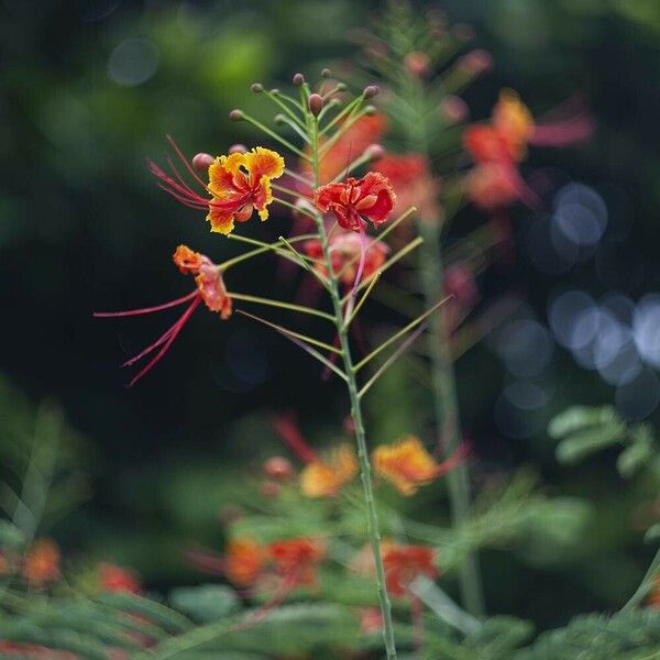 Caesalpinia pulcherrima Flor