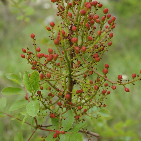 Pistacia terebinthus Fruct