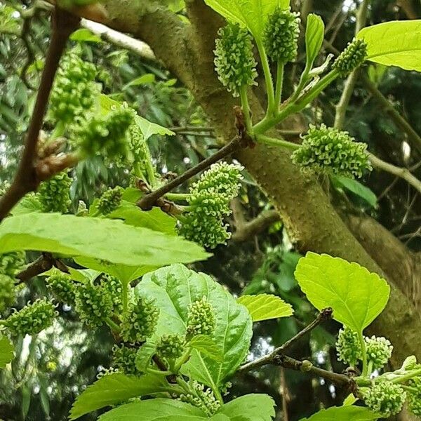 Morus alba Fruit