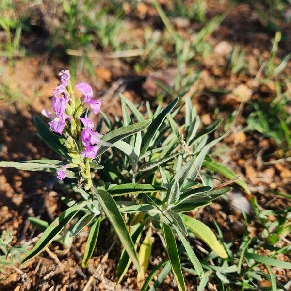 Hypoestes forskaolii Flors