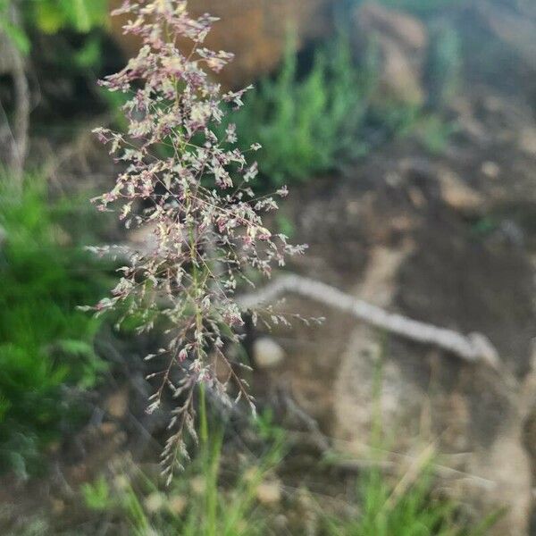Sporobolus stapfianus 花