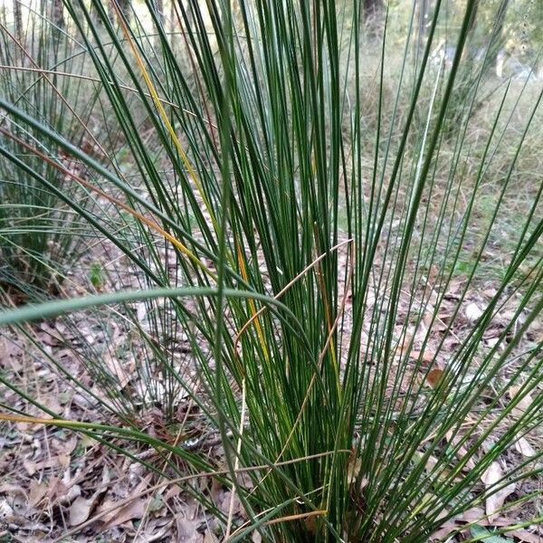 Juncus inflexus Levél