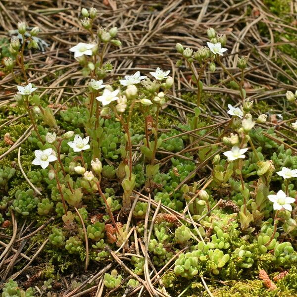 Sedum hirsutum Annet