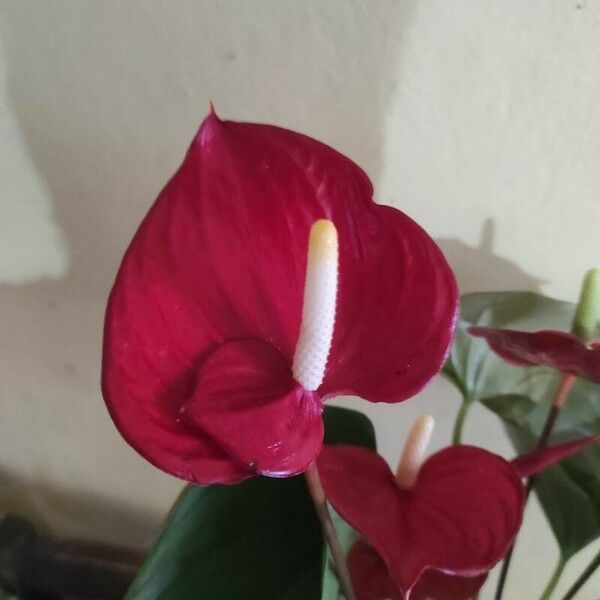 Anthurium scherzerianum 花