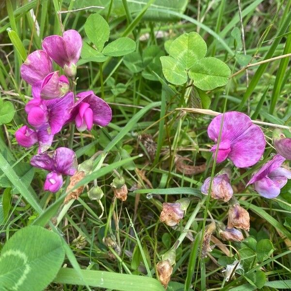 Lathyrus tuberosus 花