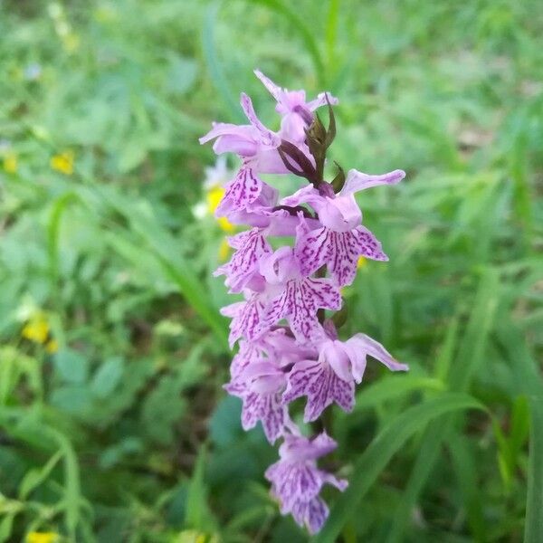 Dactylorhiza fuchsii Цветок