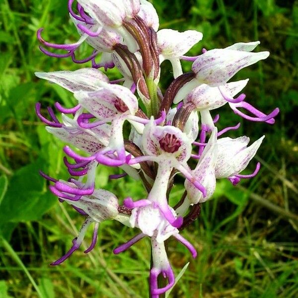 Orchis simia Λουλούδι