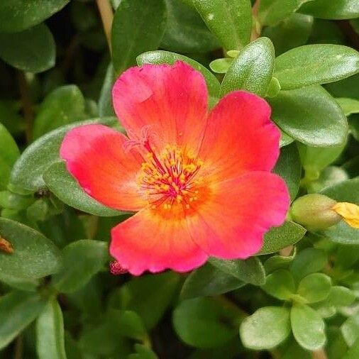 Portulaca grandiflora Õis