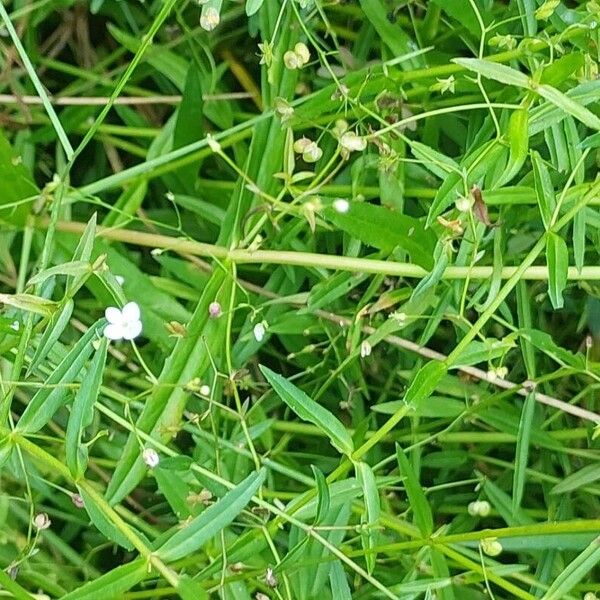 Veronica scutellata ফুল