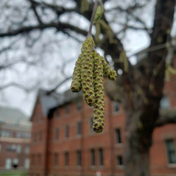 Betula nigra Цветок