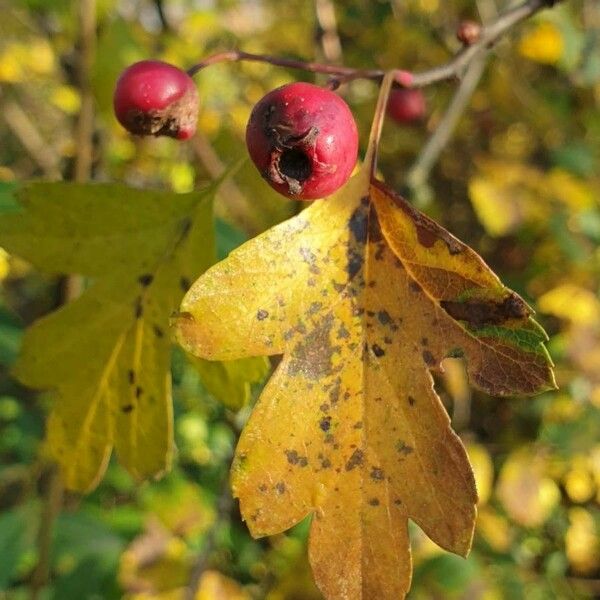 Crataegus monogyna Frunză