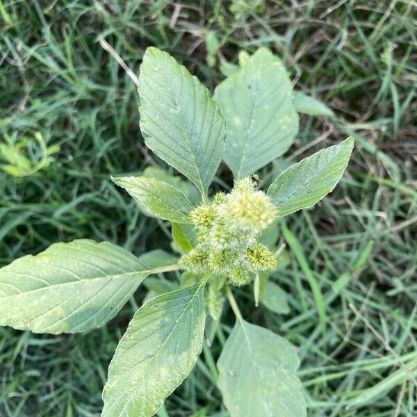 Amaranthus retroflexus Blomst