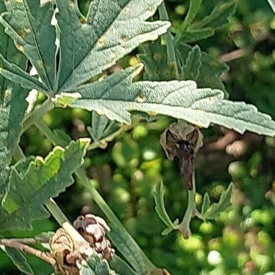 Althaea cannabina Frunză