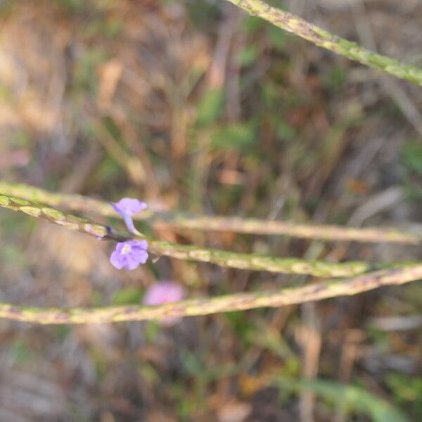 Stachytarpheta jamaicensis Flower