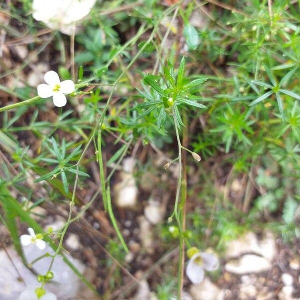 Arabidopsis arenosa Blad