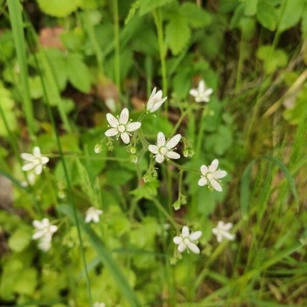 Saxifraga rotundifolia Blomst