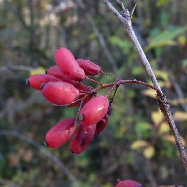 Berberis vulgaris फल