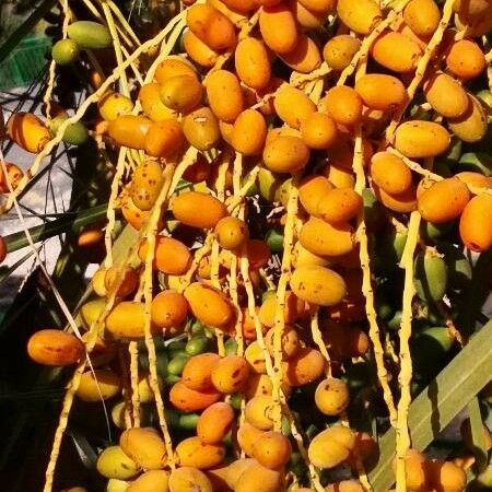 Phoenix canariensis Frucht