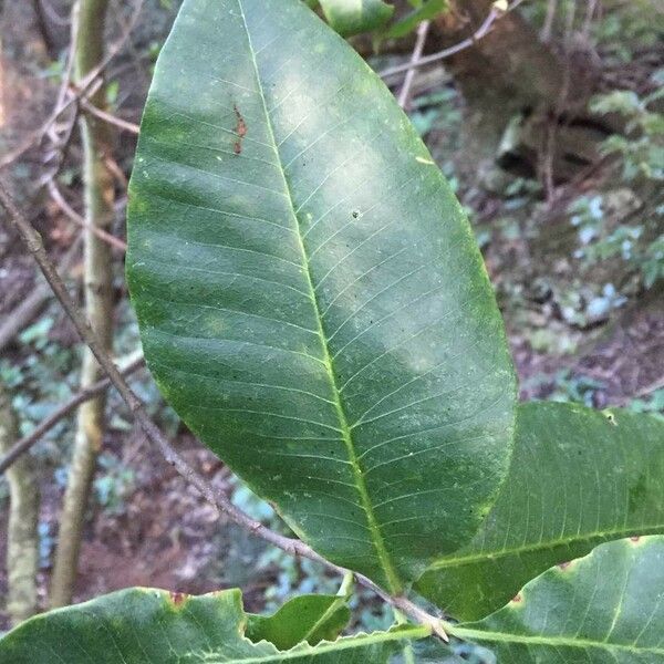 Calodendrum capense Blad