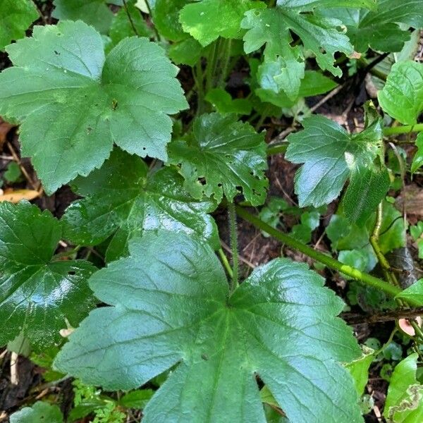 Heuchera richardsonii পাতা