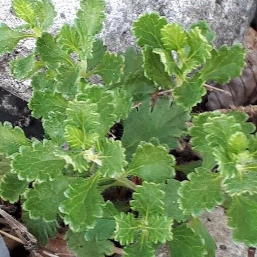 Teucrium chamaedrys Blatt