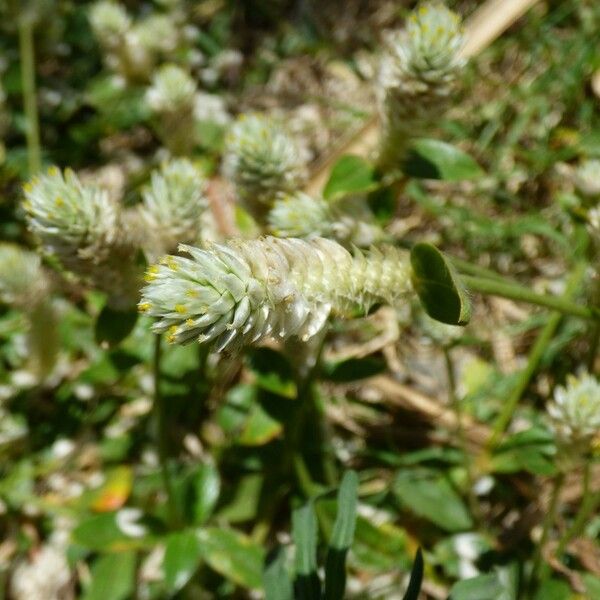 Gomphrena celosioides Плод