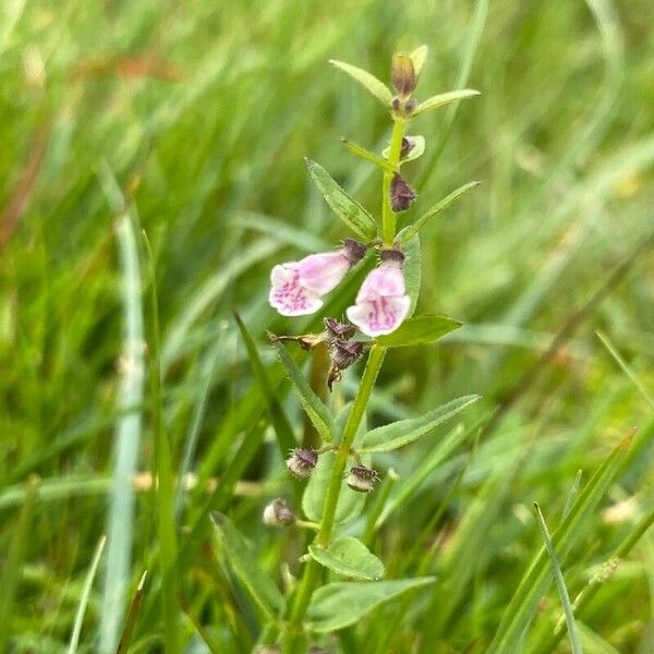 Scutellaria minor Цветок