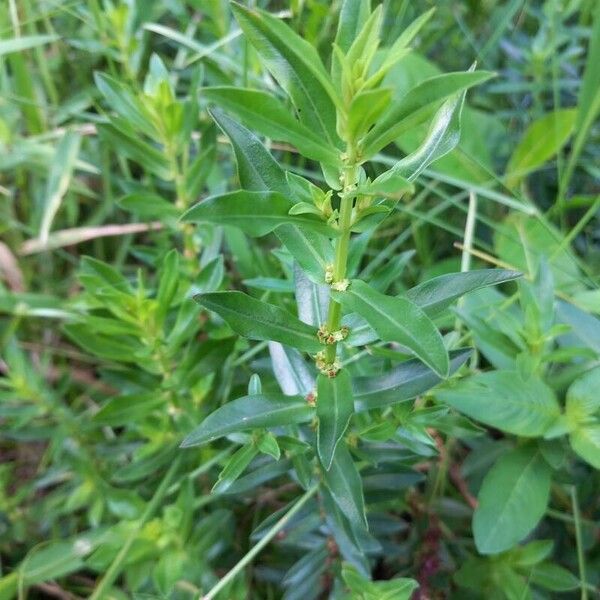 Ammannia baccifera Leaf