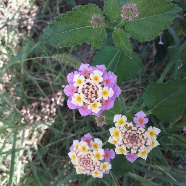 Lantana camara Flower