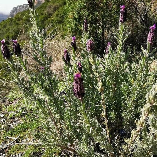 Lavandula stoechas Цветок