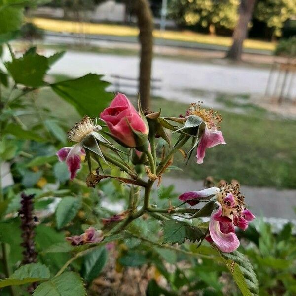 Rosa rubiginosa Flors