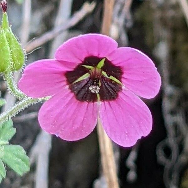 Geranium aculeolatum Flower