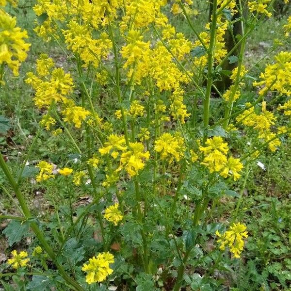 Melilotus officinalis Habit