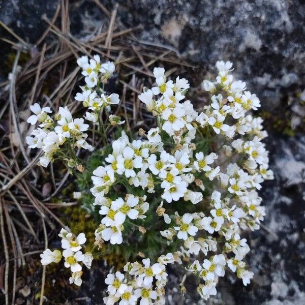 Draba dedeana फूल