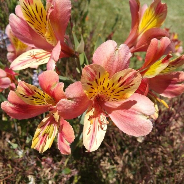 Alstroemeria aurea Blomst