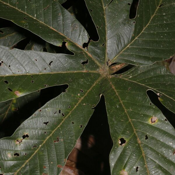 Pourouma bicolor Blad